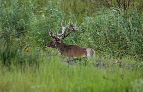 SRP “Gornje Podunavlje“ Vojvodinasume